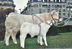 bobinodiligence paris11