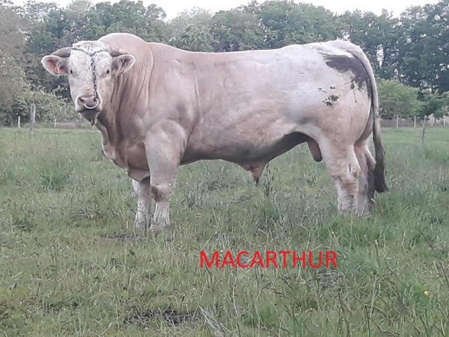 Aucune image