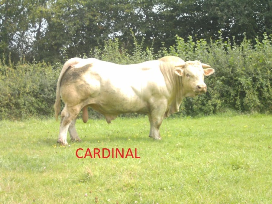 CARDINAL8