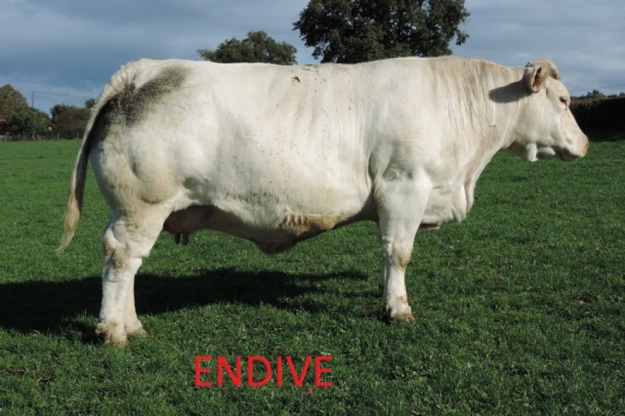 Aucune image 