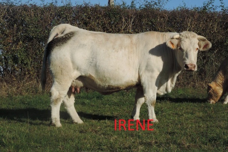 Aucune image 