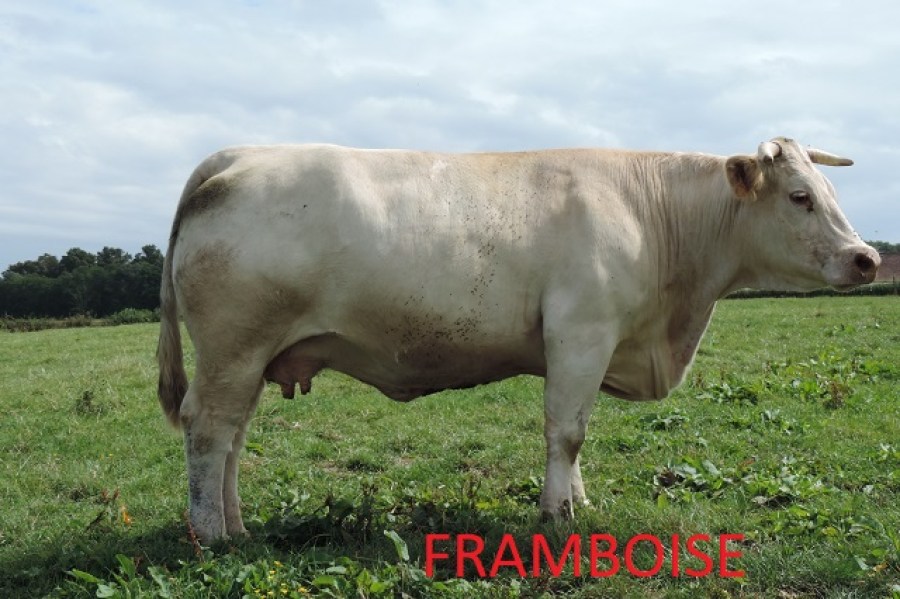 FRAMBOISE91