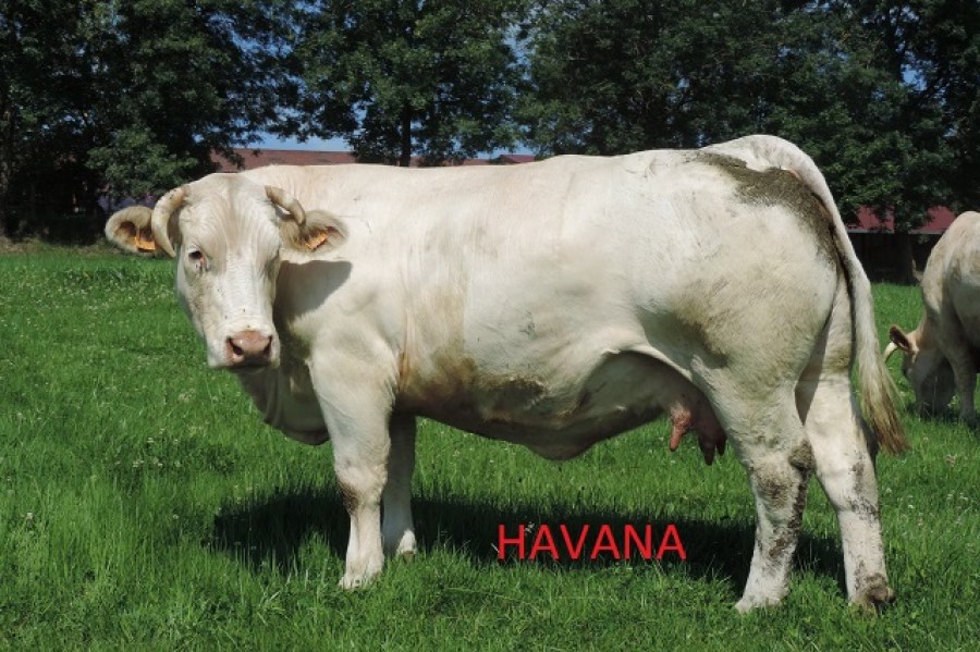 HAVANA