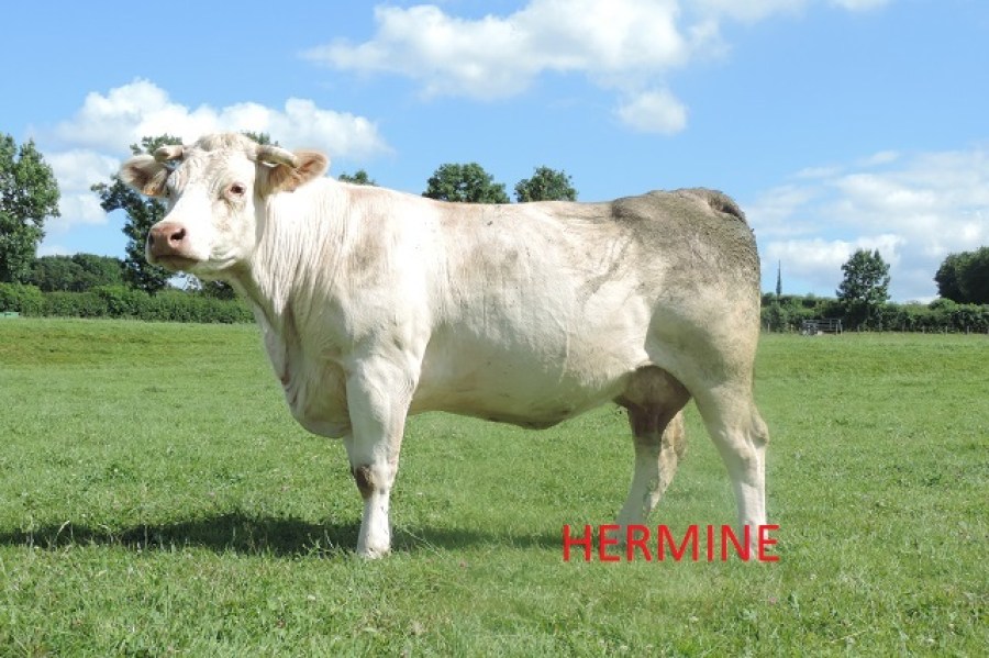 HERMINE4