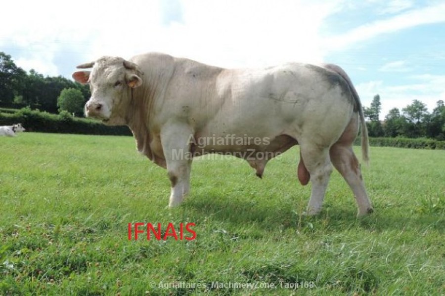 IFNAIS3