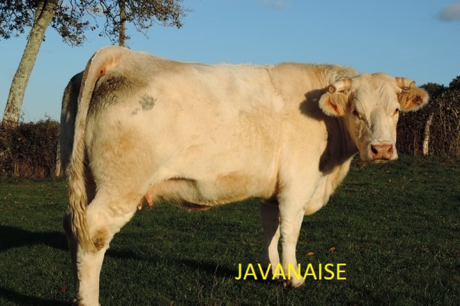 JAVANAISE7