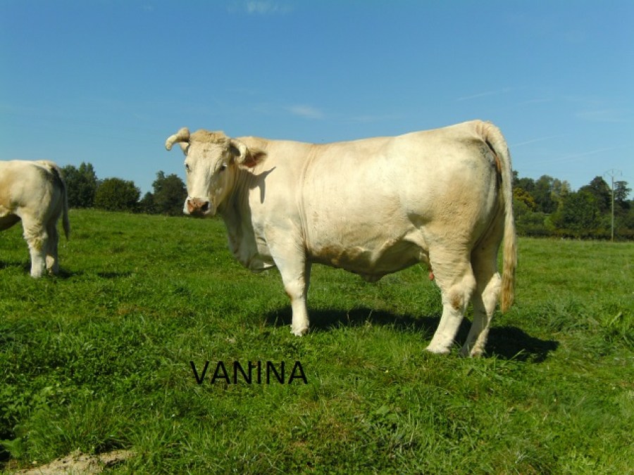 Aucune image