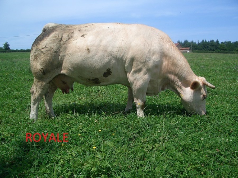 royale92