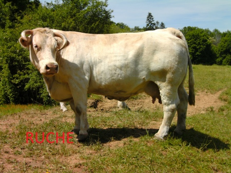 Aucune image